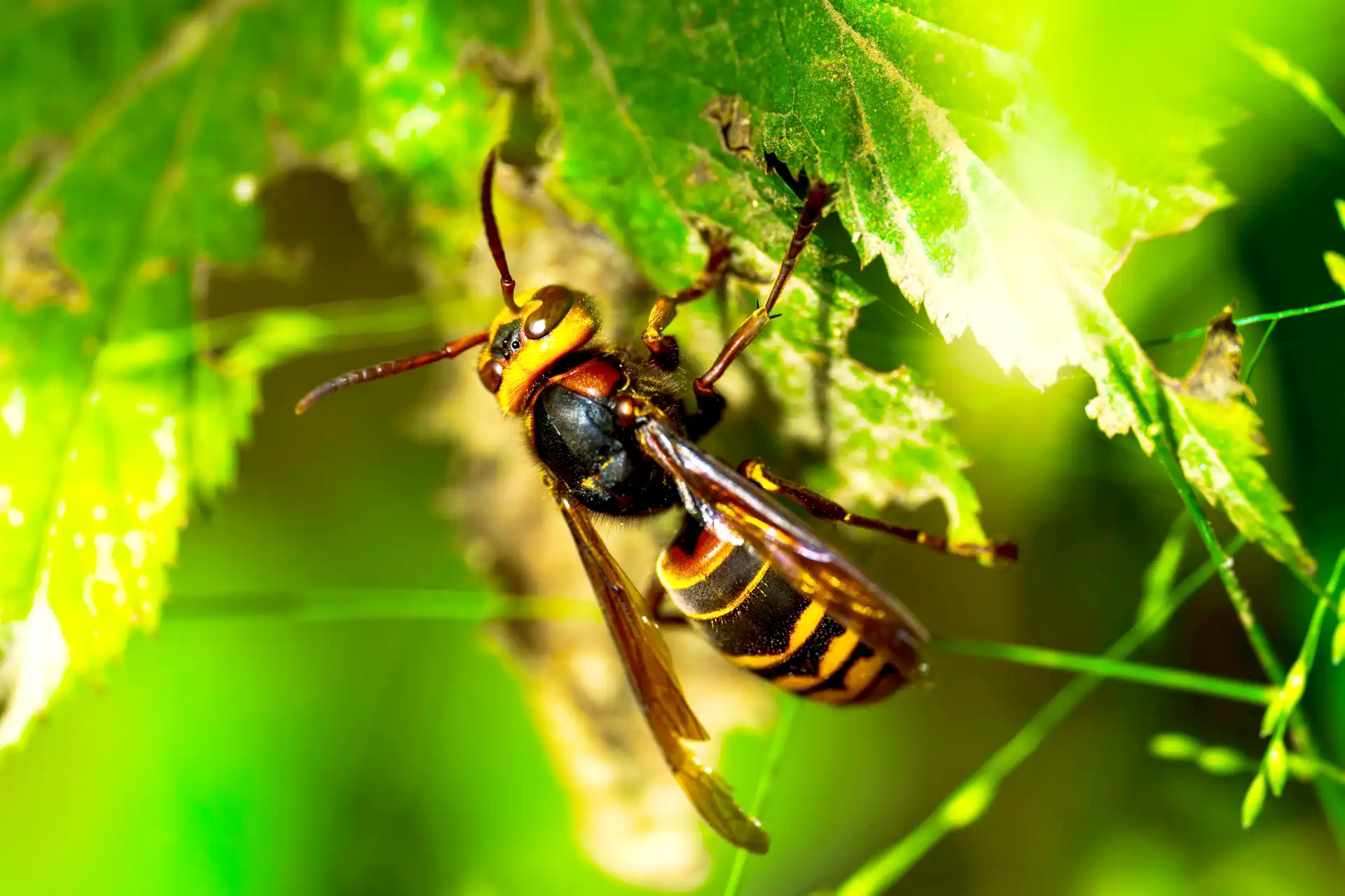 バルサンで蜂は撃退可能か？スズメバチの生態と基本的な対策