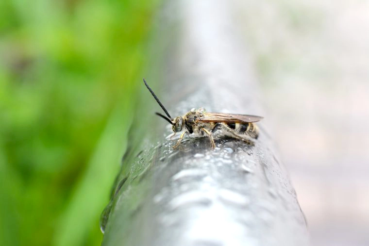 土の中に巣を作る蜂は危険なのか？実はリスクあり！プロが教える効果的な安全駆除方法