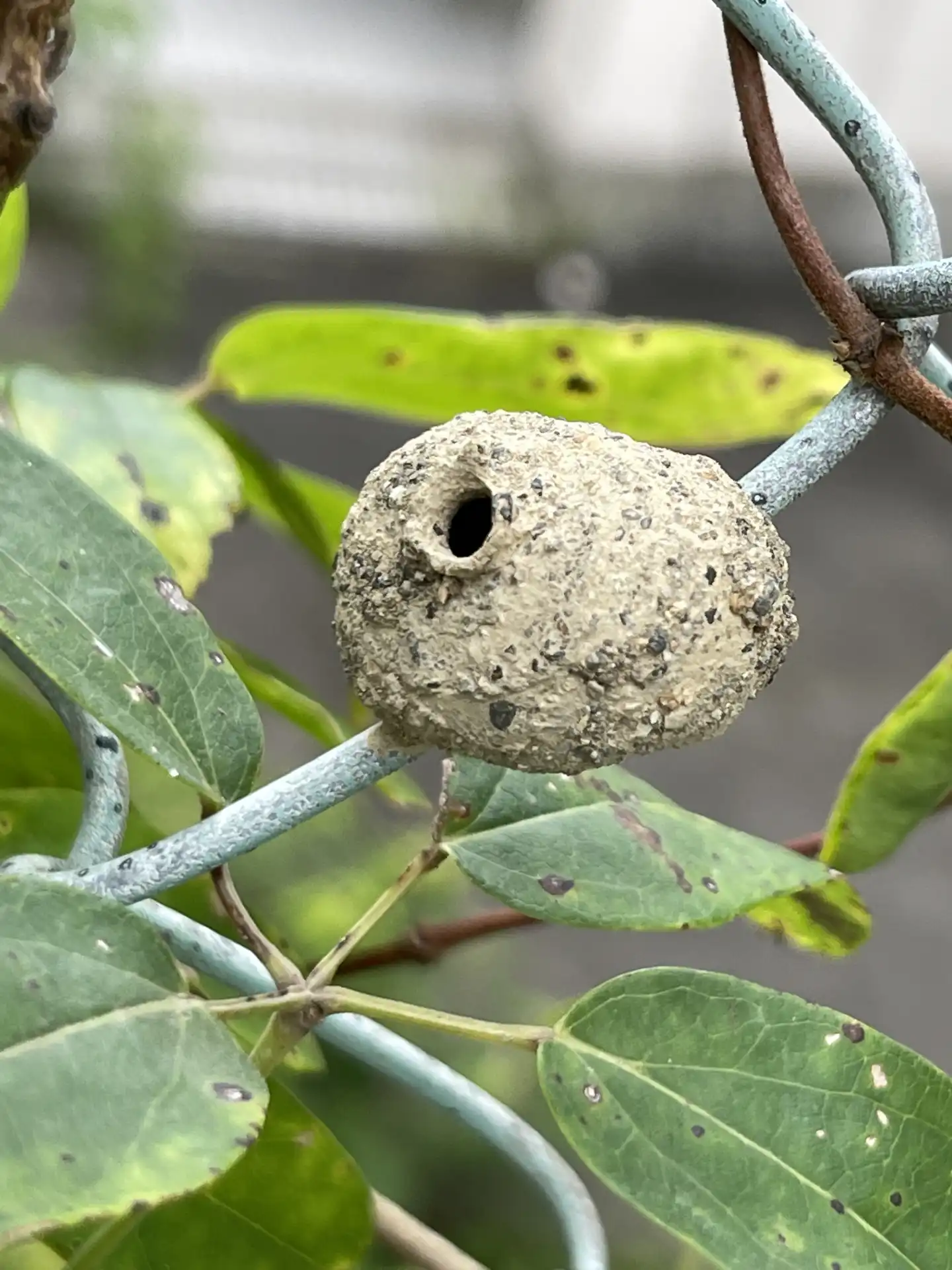 土中蜂に刺された際の正しい応急処置