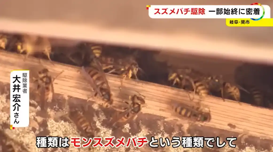 モンスズメバチの基本情報とその識別