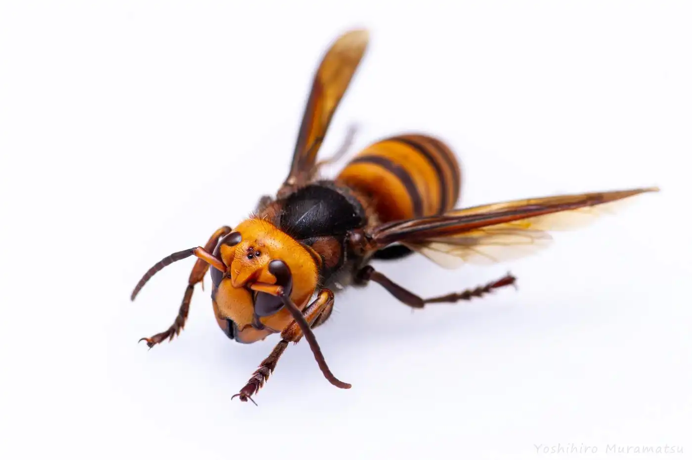 モンスズメバチ