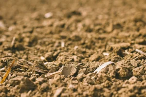 ツチバチの巣の特徴と駆除の知識