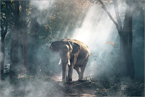 バルサンの使用でスズメバチにはどんな効果が期待できるか