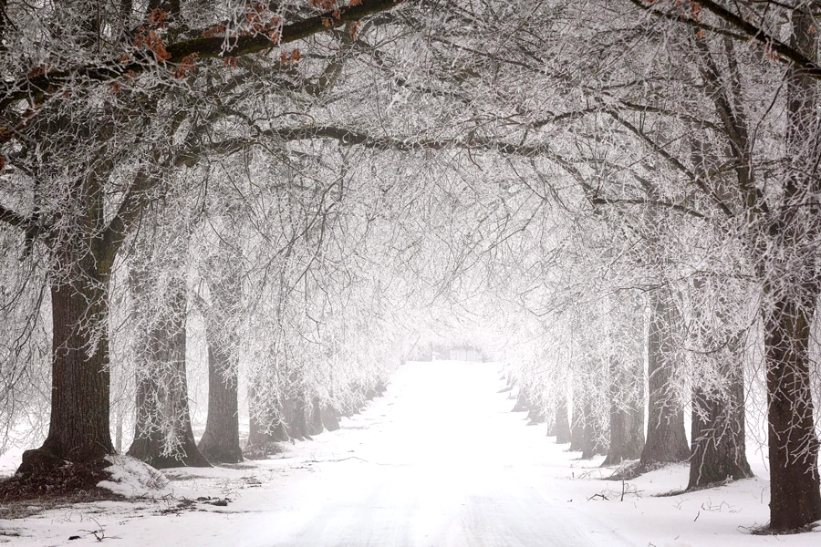 冬に蜂の巣をそのままにしてはいけない理由