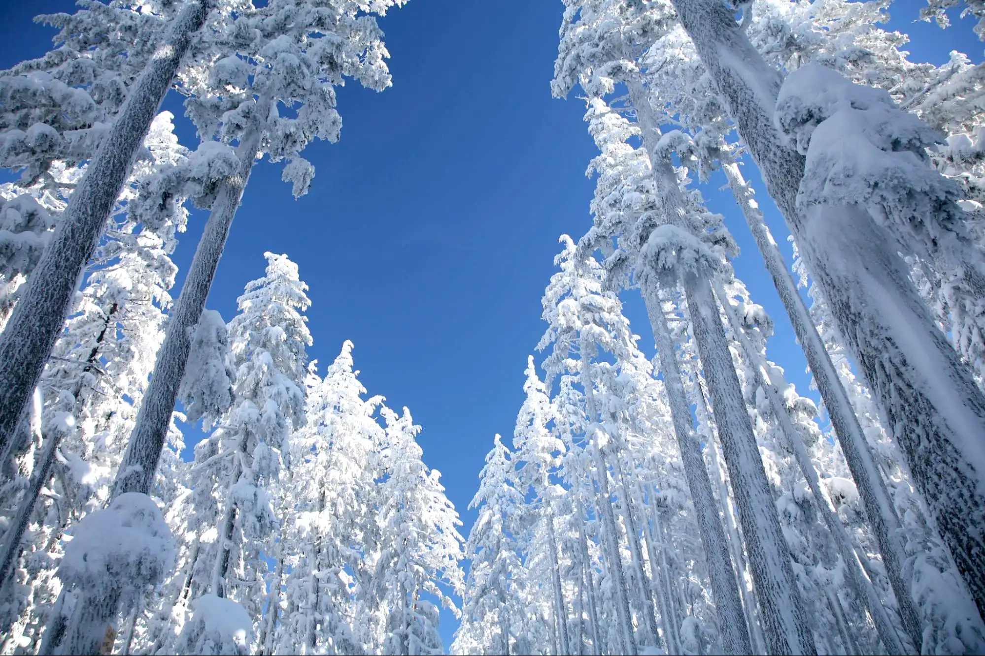 蜂が室内で生きられる時間の観察ポイント