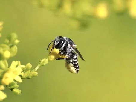 ハキリバチとは？その特徴を知ろう