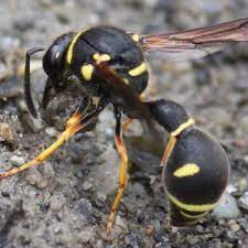 登山中の蜂の危険性を知る