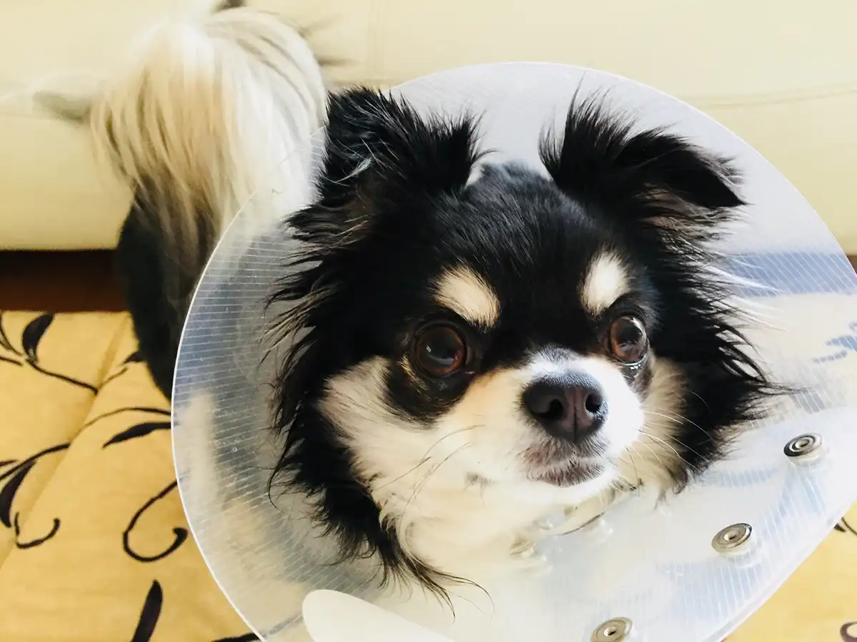 エリザベスカラー