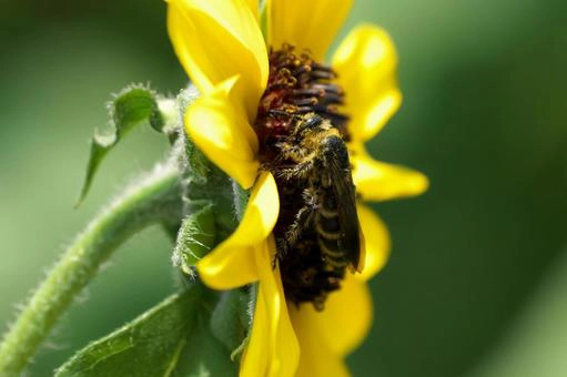 蜂の活動ピーク時間