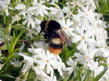マルハナバチの毒性と環境の関係