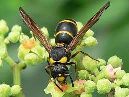 知っておきたい黒い蜂の種類