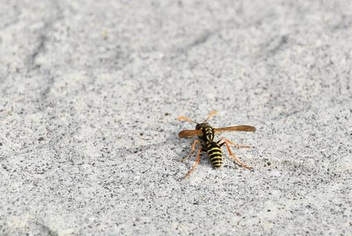 セグロアシナガバチ