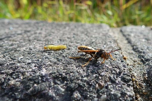 セグロアシナガバチ