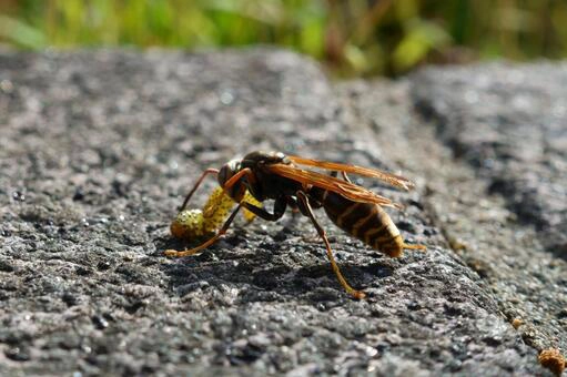 セグロアシナガバチ