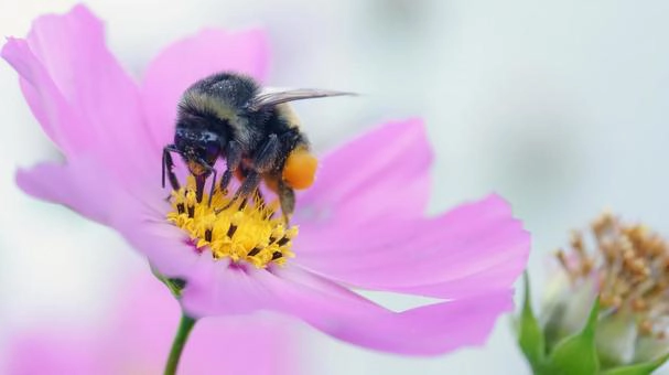 小さい蜂が活動する時期