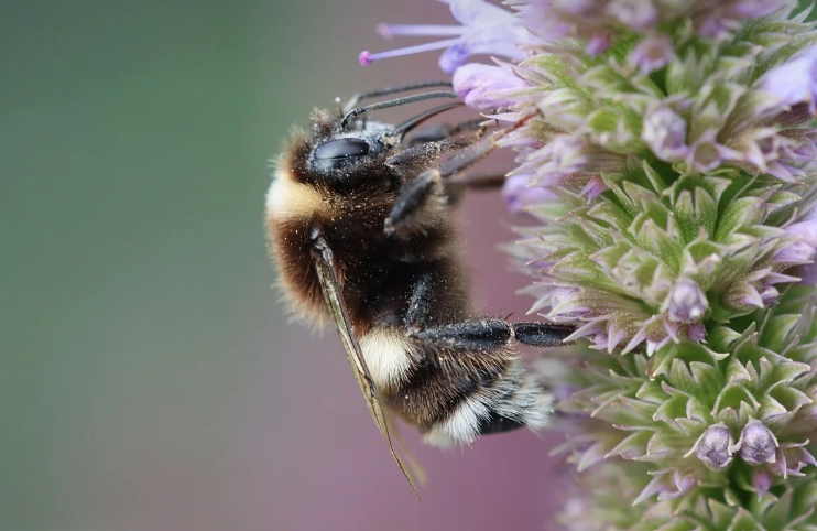 小さい蜂と共存可能な種類