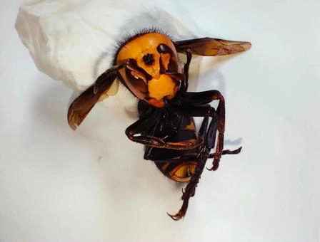 秋にスズメバチが特に危険な理由