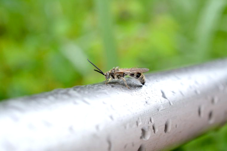 雨の日に蜂の巣が受ける影響
