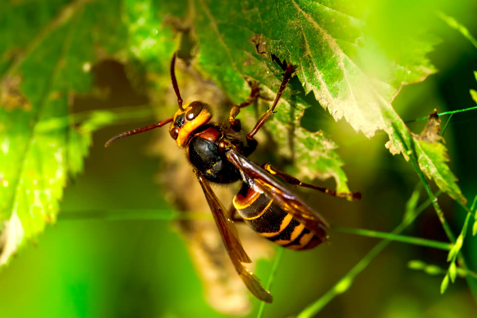 海外にはオオスズメバチよりさらに大きな蜂がいる