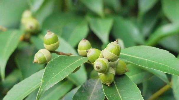 ライポンの生態系への貢献