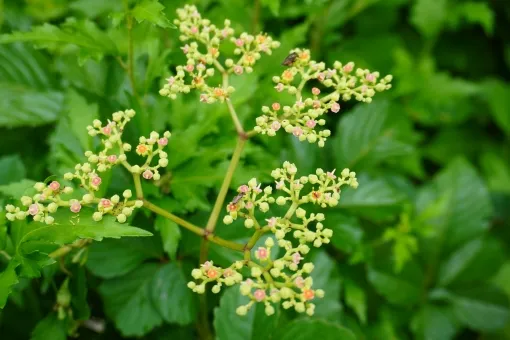 スズメバチが近寄る「好きな花」とは?